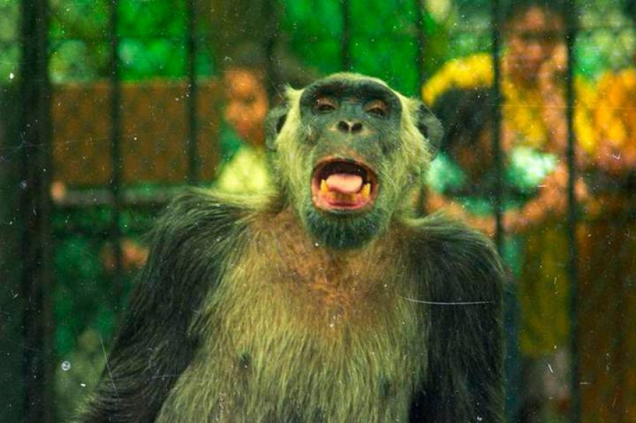 Um macaco já foi candidato à Prefeitura do Rio – e recebeu mais de 400 mil votos
